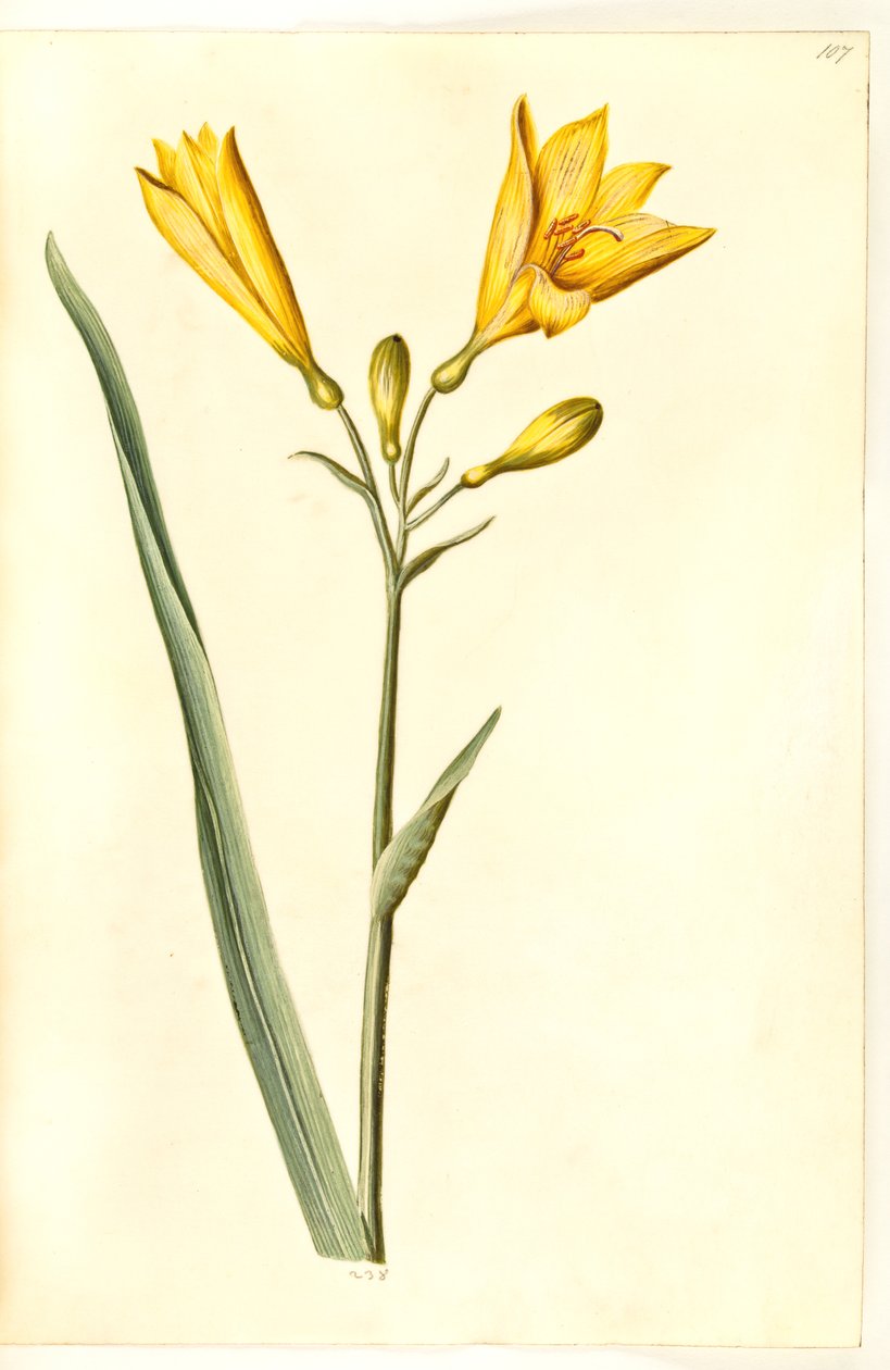 Hemerocallis lilioasphodelus (lys d