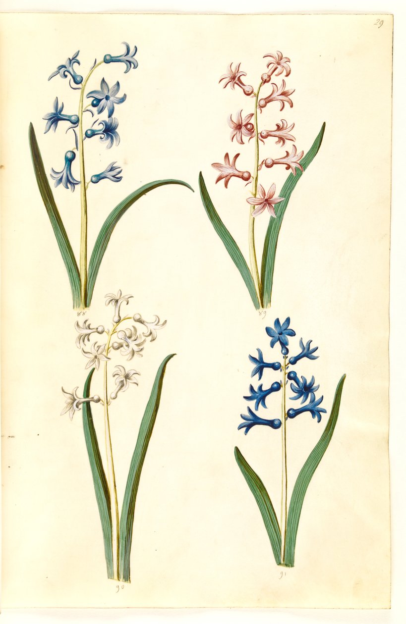 Hyacinthus orientalis (jacinthe commune) - Hans Simon Holtzbecker