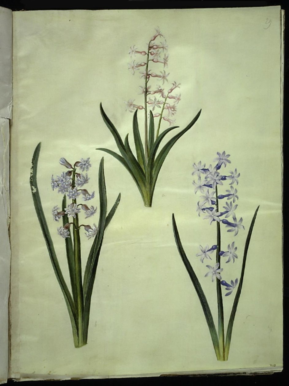 Hyacinthus orientalis (jacinthe commune) - Hans Simon Holtzbecker