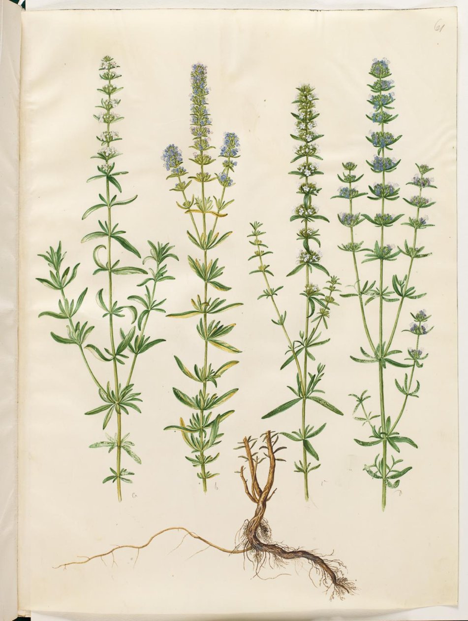 Hyssopus officinalis (véritable hysope) - Hans Simon Holtzbecker