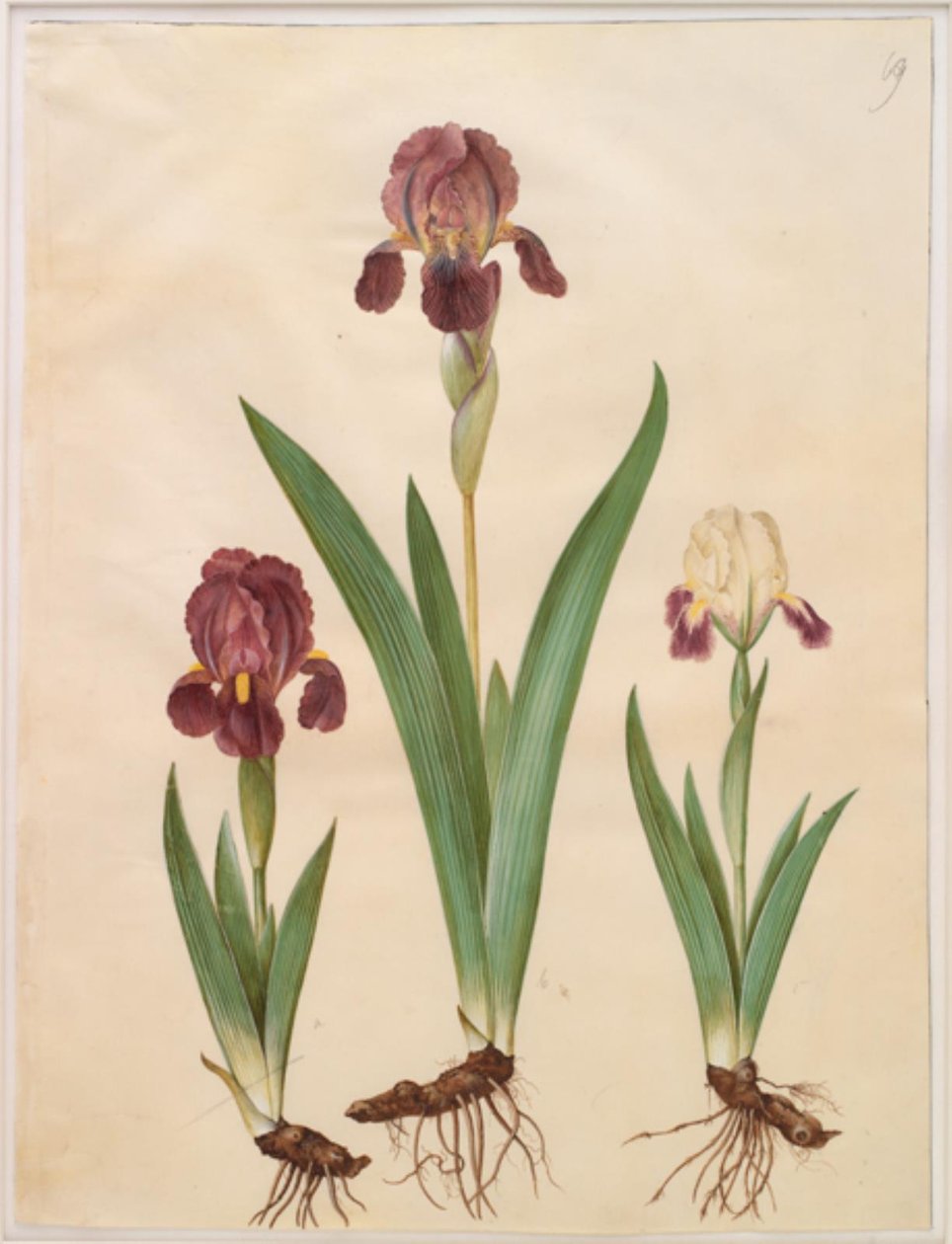 Iris ×lurida (hybride d