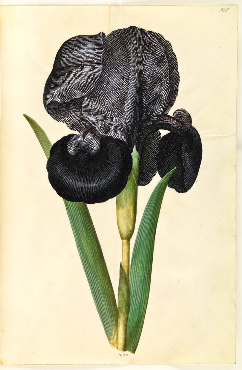Iris susiana - Hans Simon Holtzbecker