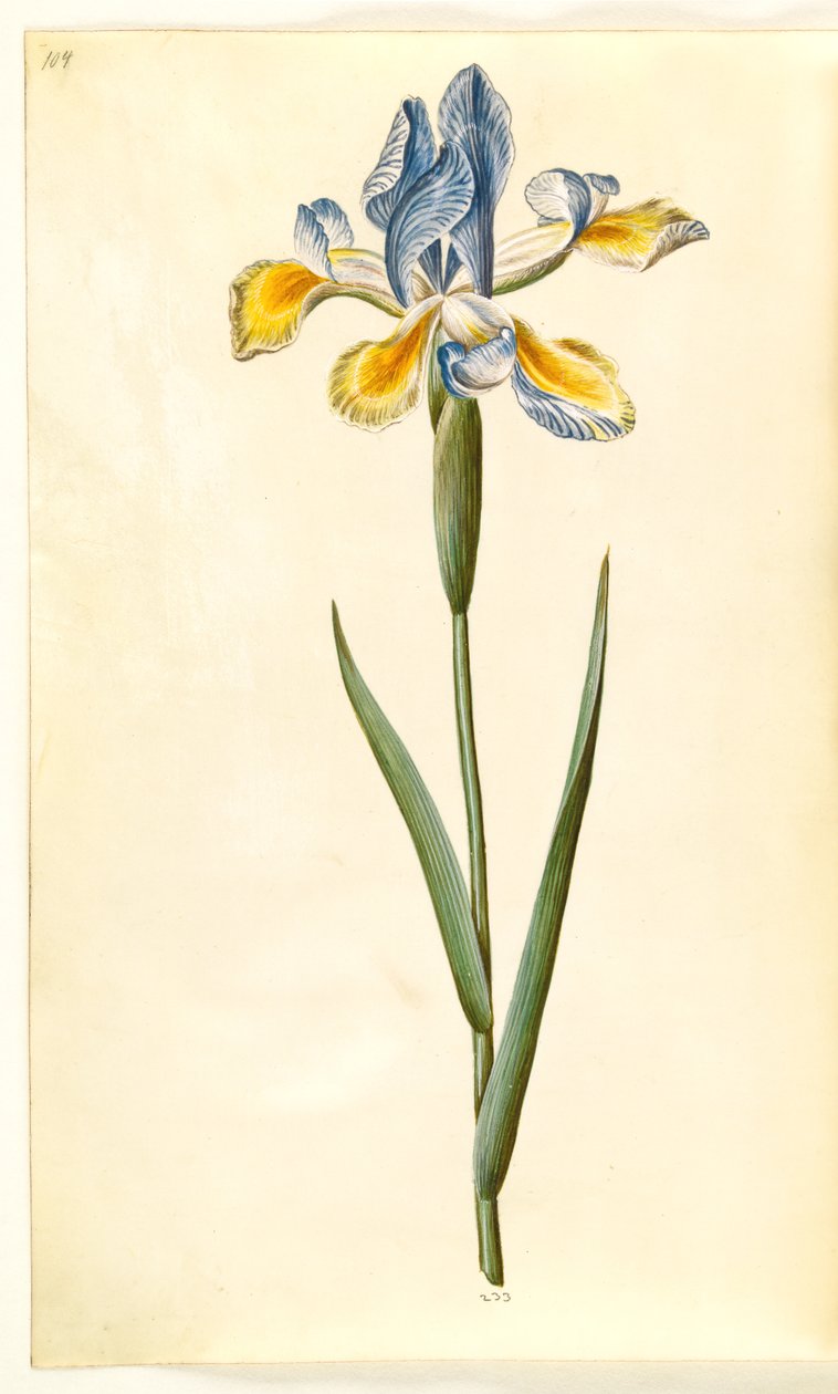 Iris xiphium (iris espagnol) - Hans Simon Holtzbecker
