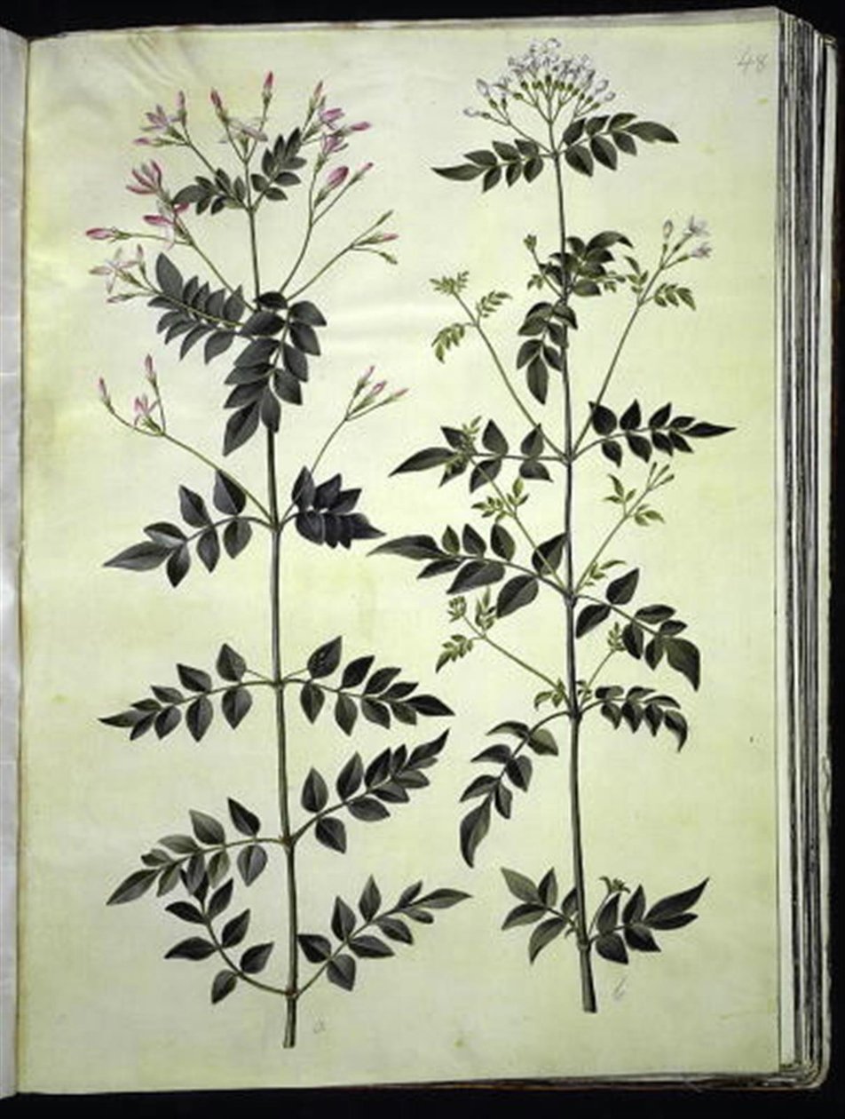 Jasminum officinale (jasmin officinal) - Hans Simon Holtzbecker