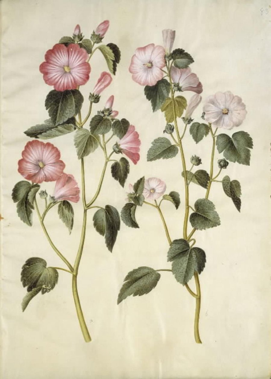 Lavatera trimestris (mauve royale) - Hans Simon Holtzbecker