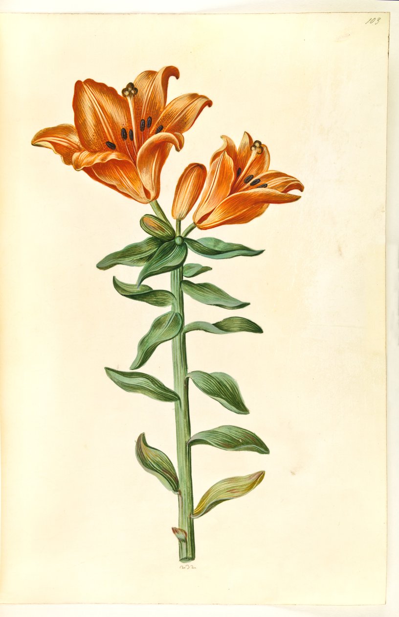 Lilium bulbiferum - Hans Simon Holtzbecker