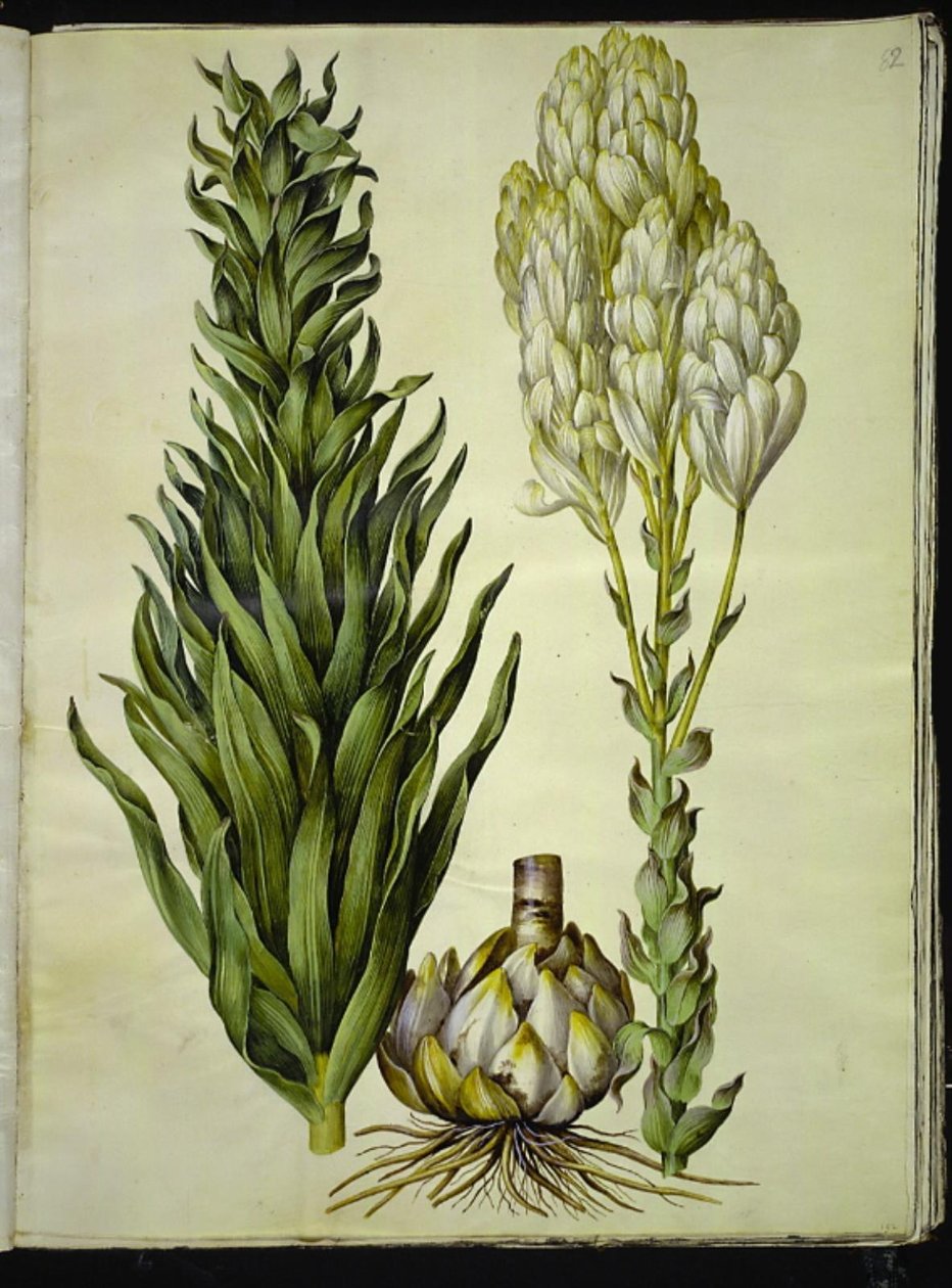 Lilium candidum (lys de la madone) - Hans Simon Holtzbecker