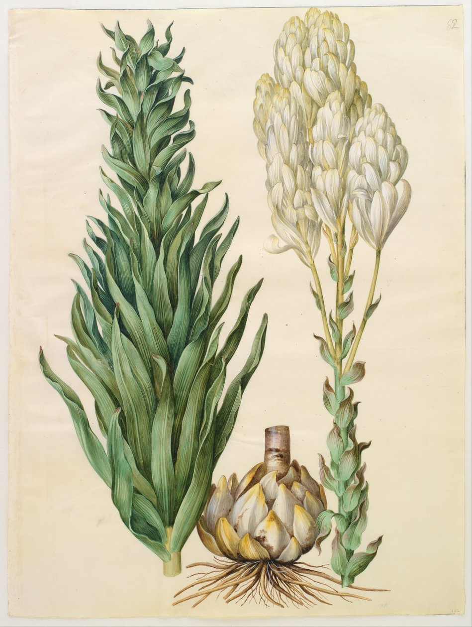 Lilium candidum monstrosum - Hans Simon Holtzbecker