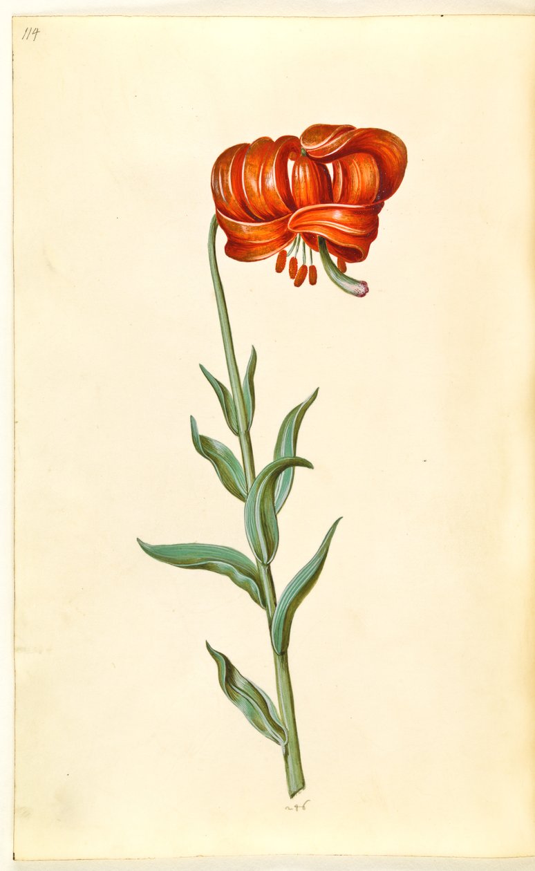 Lilium chalcedonicum (lis turban rouge) - Hans Simon Holtzbecker