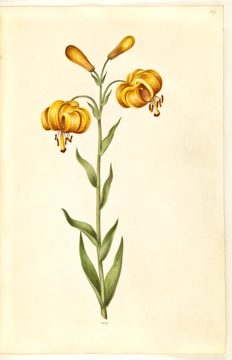 Lilium pyrenaicum (lys des Pyrénées) - Hans Simon Holtzbecker