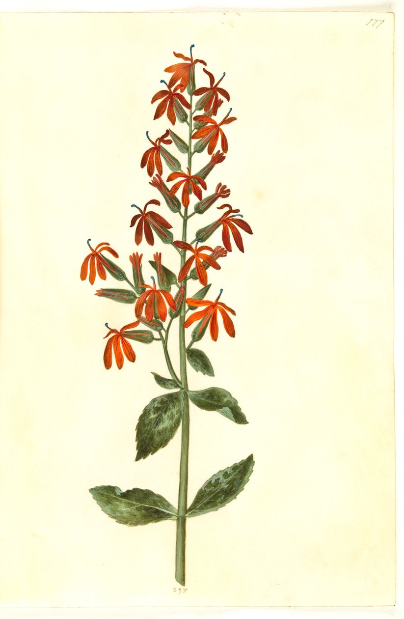 Lobelia cardinalis (lobélie cardinale) - Hans Simon Holtzbecker