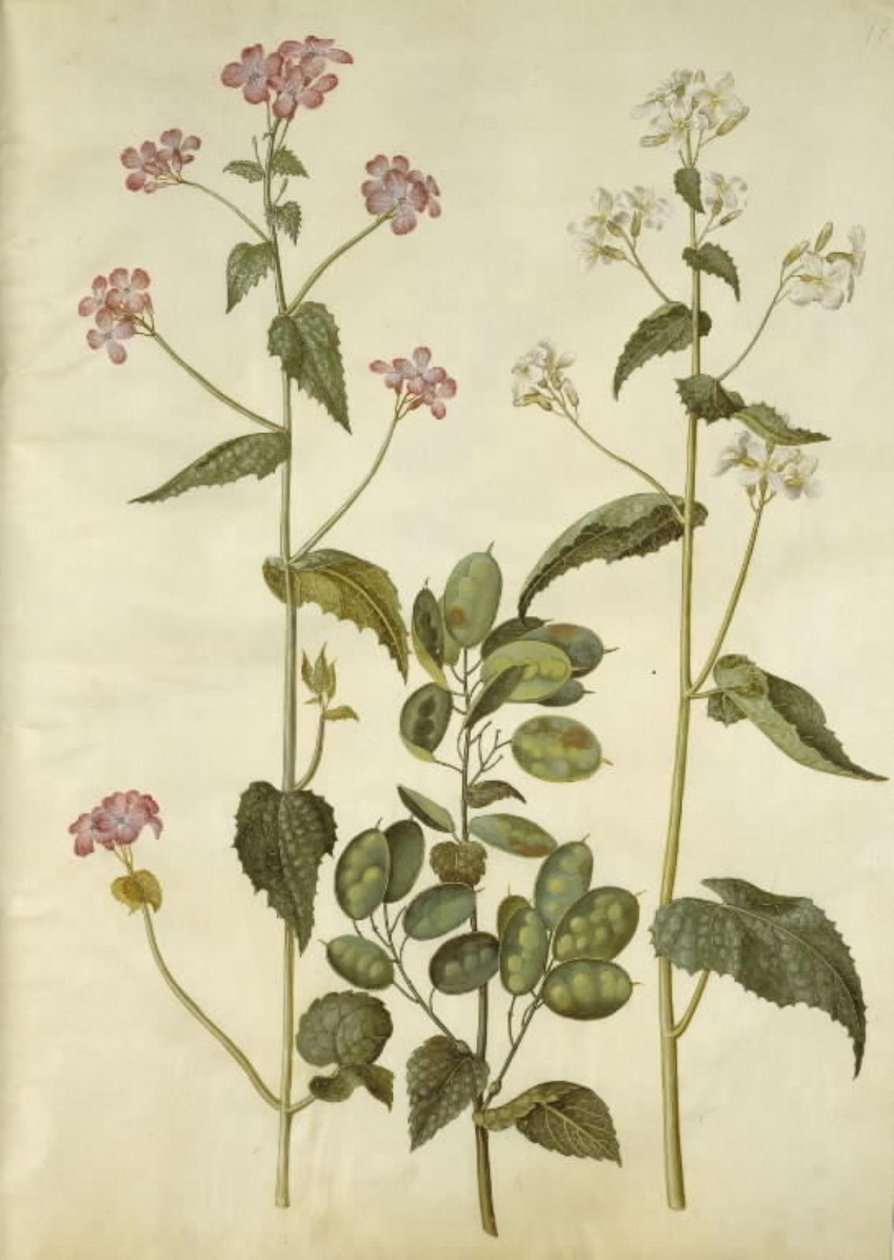 Lunaria annua (monnaie-du-pape) - Hans Simon Holtzbecker