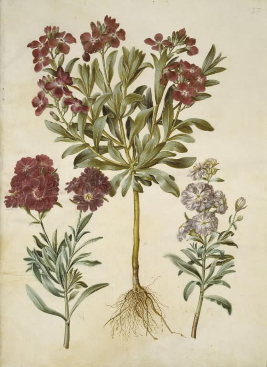 Matthiola incana (giroflée d