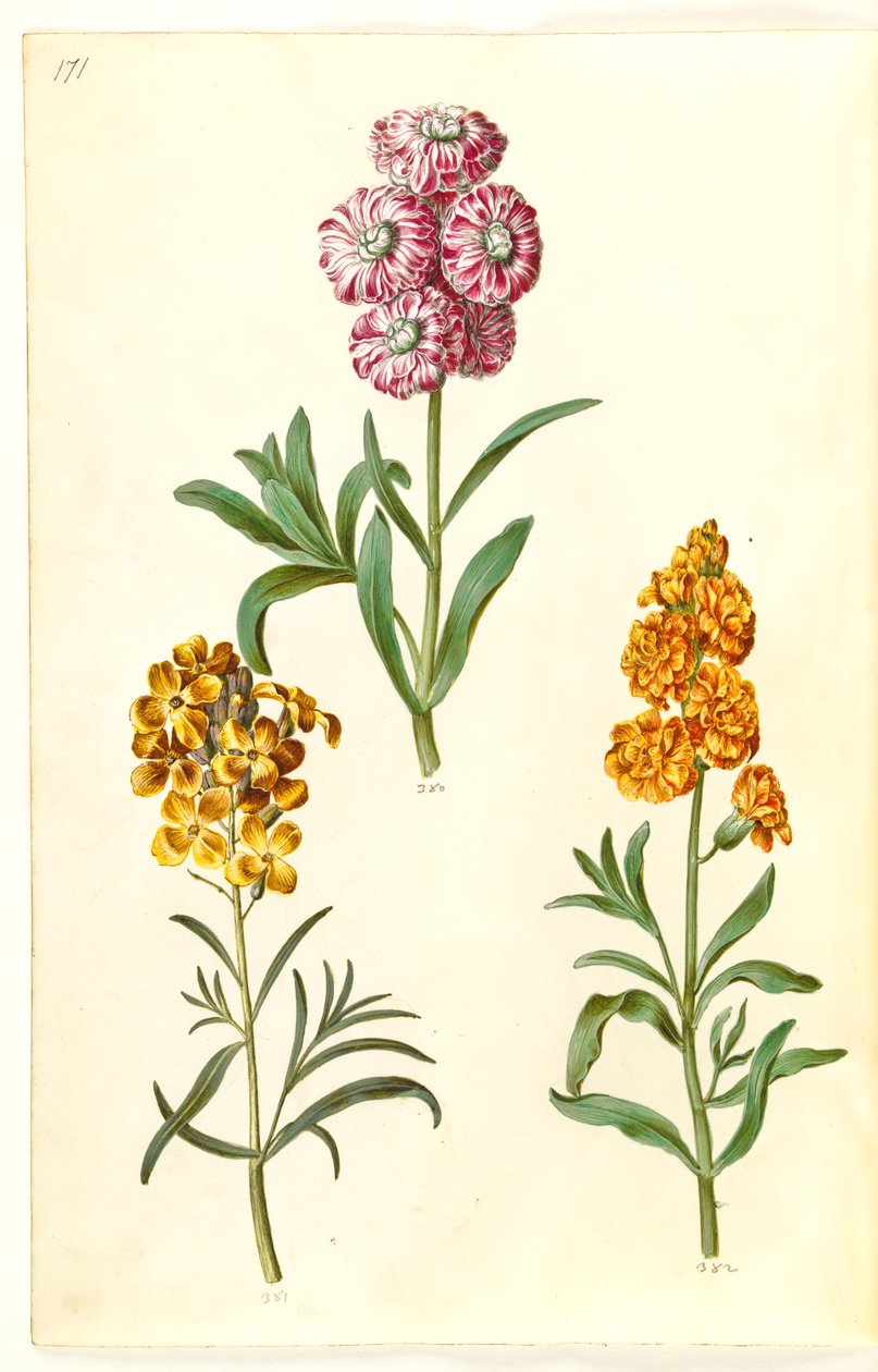 Matthiola incana (giroflée des jardins); Erysimum cheiri (giroflée jaune) - Hans Simon Holtzbecker