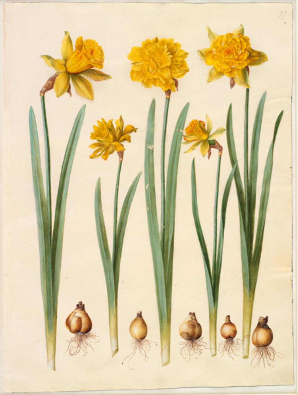 Narcissus pseudonarcissus - Hans Simon Holtzbecker