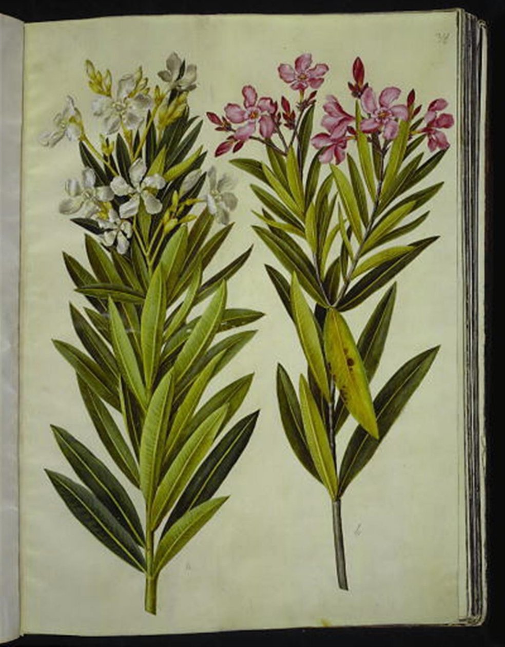 Nerium oleander (laurier-rose) - Hans Simon Holtzbecker