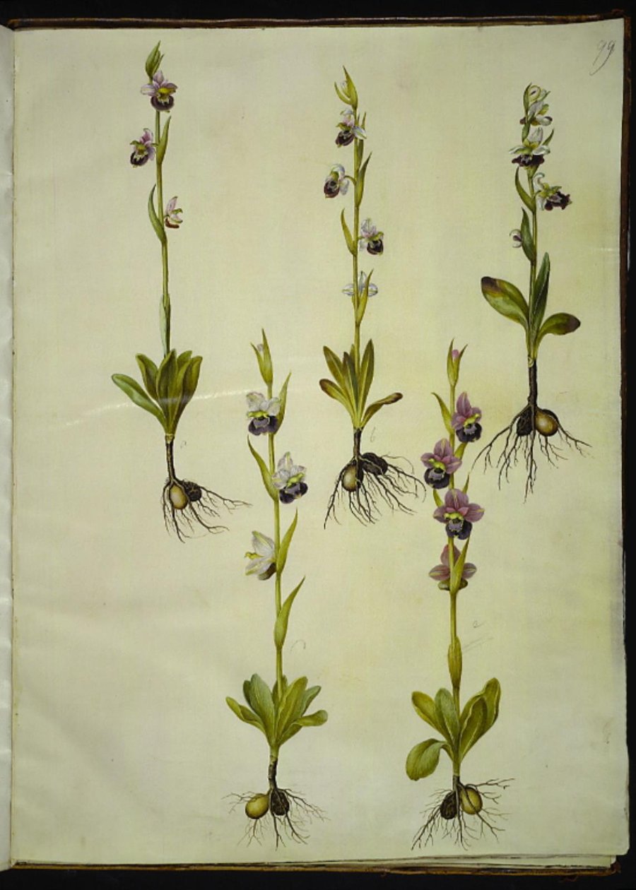 Ophrys fuciflora (orchidée abeille) - Hans Simon Holtzbecker