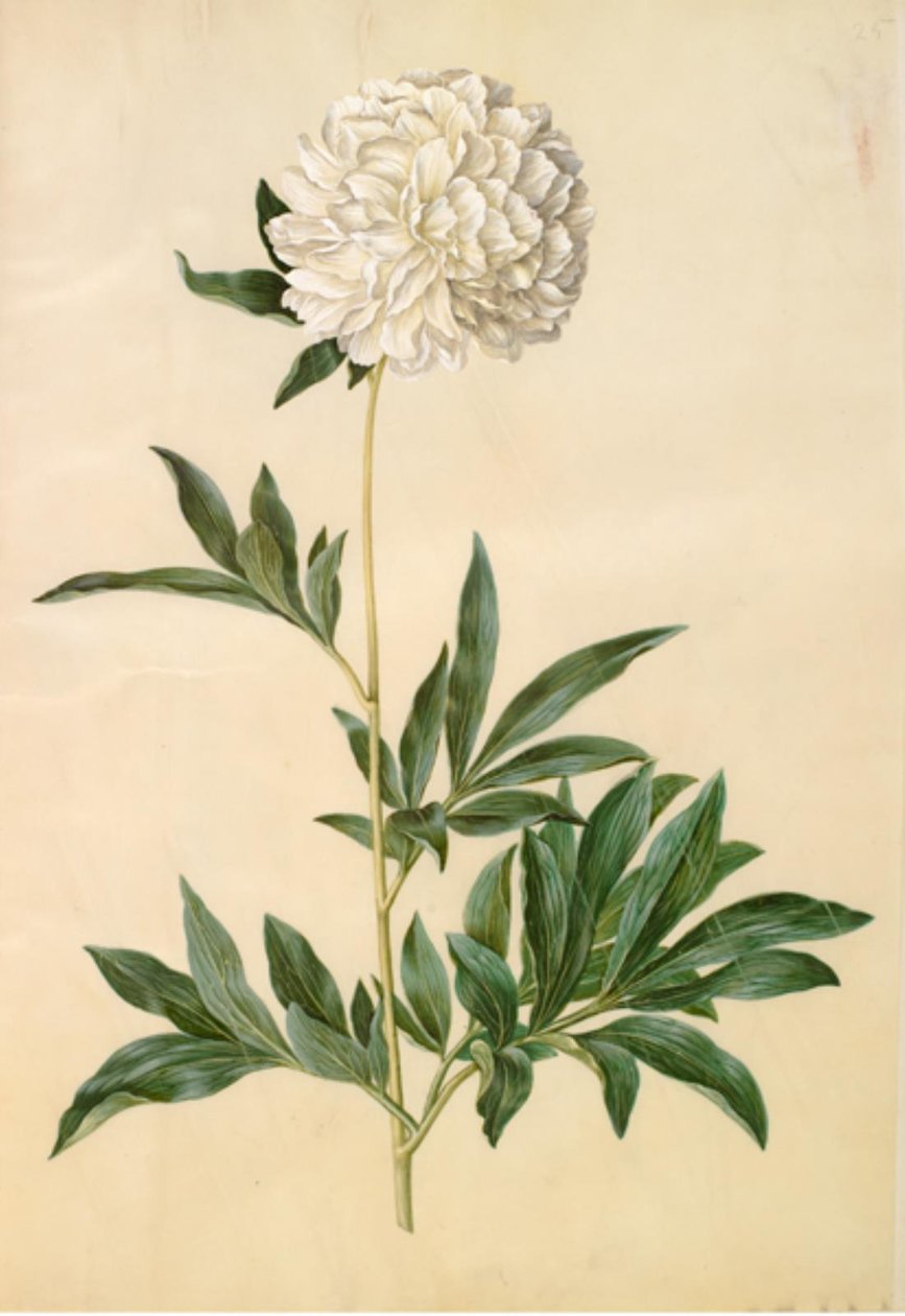 Paeonia lactiflora (pivoine de soie) - Hans Simon Holtzbecker