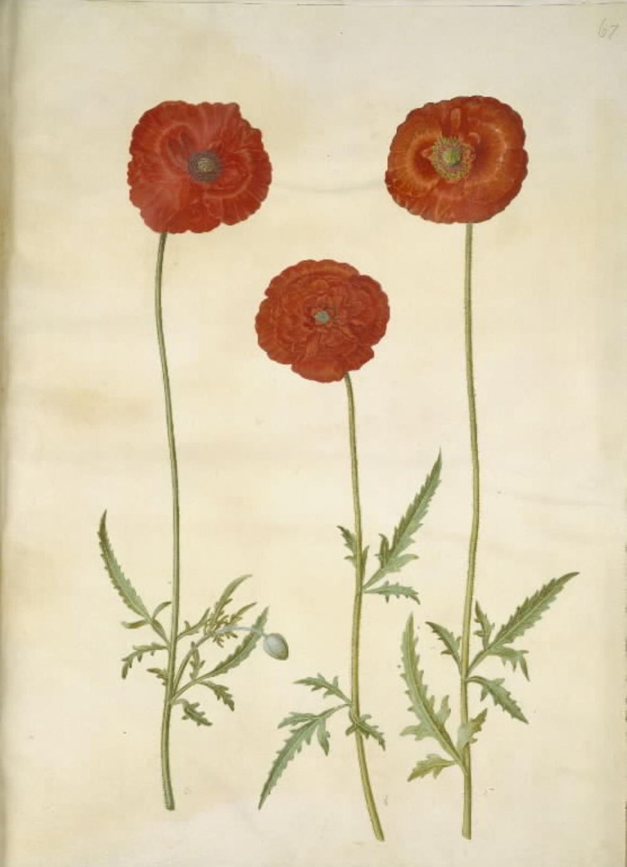 Papaver rhoeas (coquelicot) - Hans Simon Holtzbecker