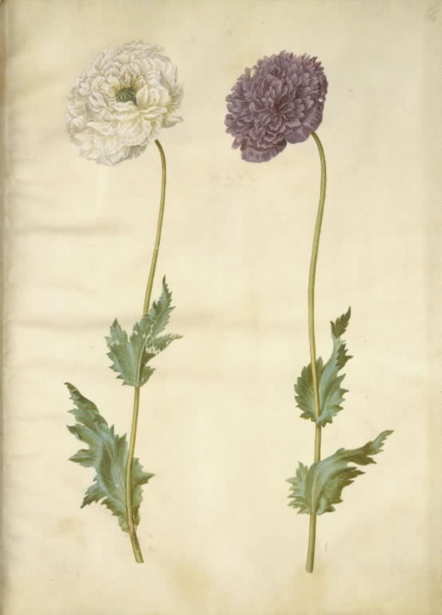 Papaver somniferum (pavot à opium) - Hans Simon Holtzbecker