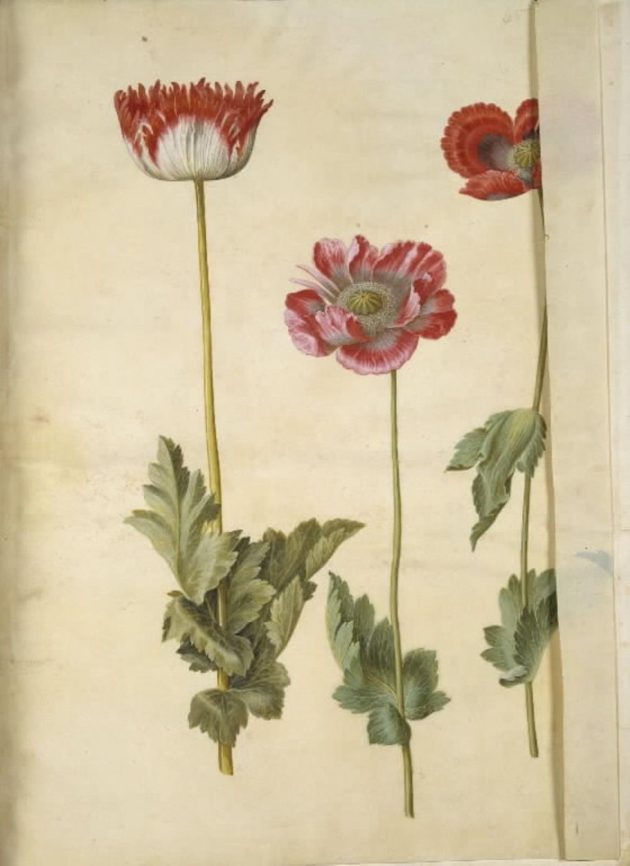 Papaver somniferum (pavot à opium) - Hans Simon Holtzbecker