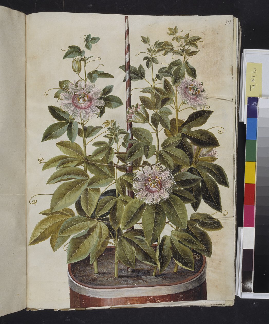 Passiflora incarnata (fleur de la passion) - Hans Simon Holtzbecker