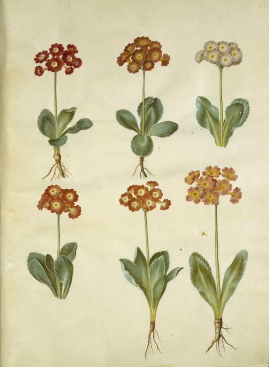 Primula ×pubescens (primevère de jardin) - Hans Simon Holtzbecker