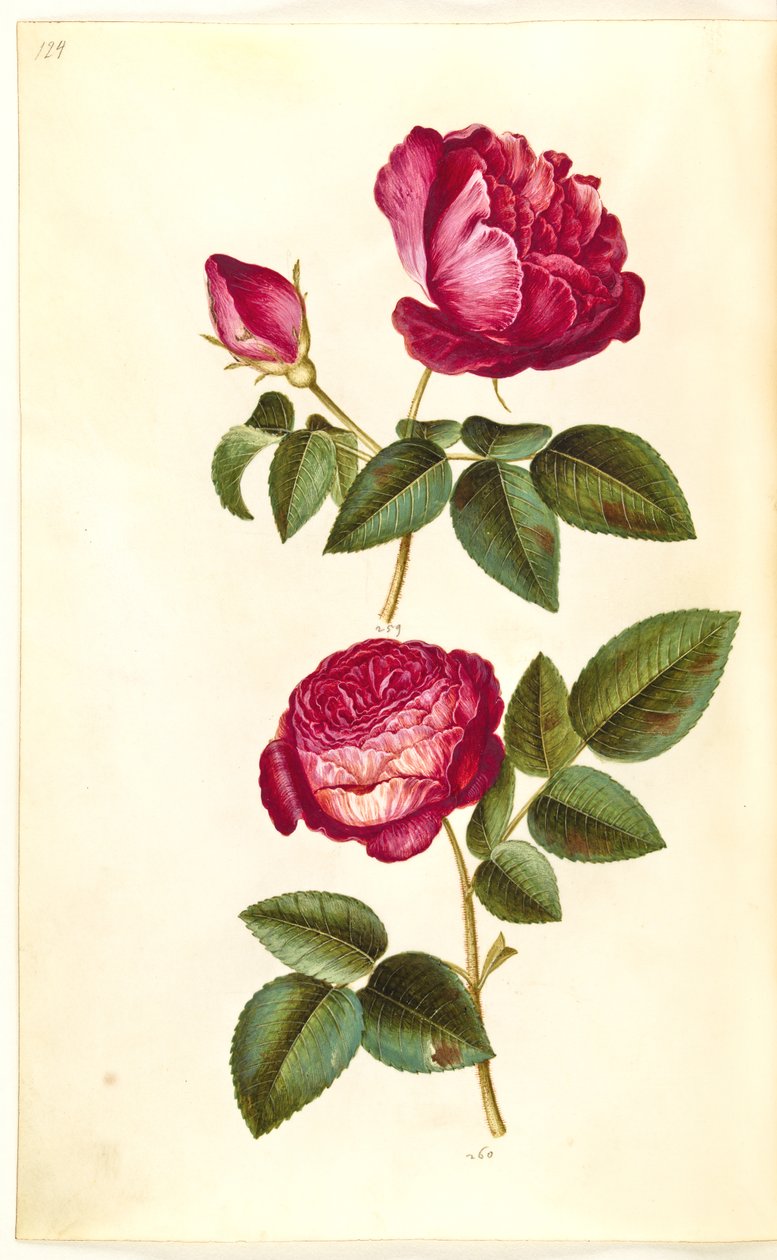 Rosa gallica (rose apothicaire); Rosa (?) (rose) - Hans Simon Holtzbecker