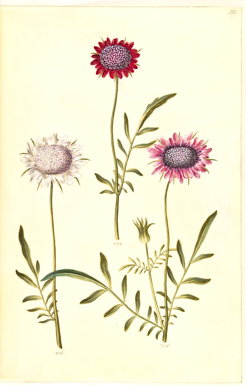 Scabiosa atropurpurea (scabieuse) - Hans Simon Holtzbecker