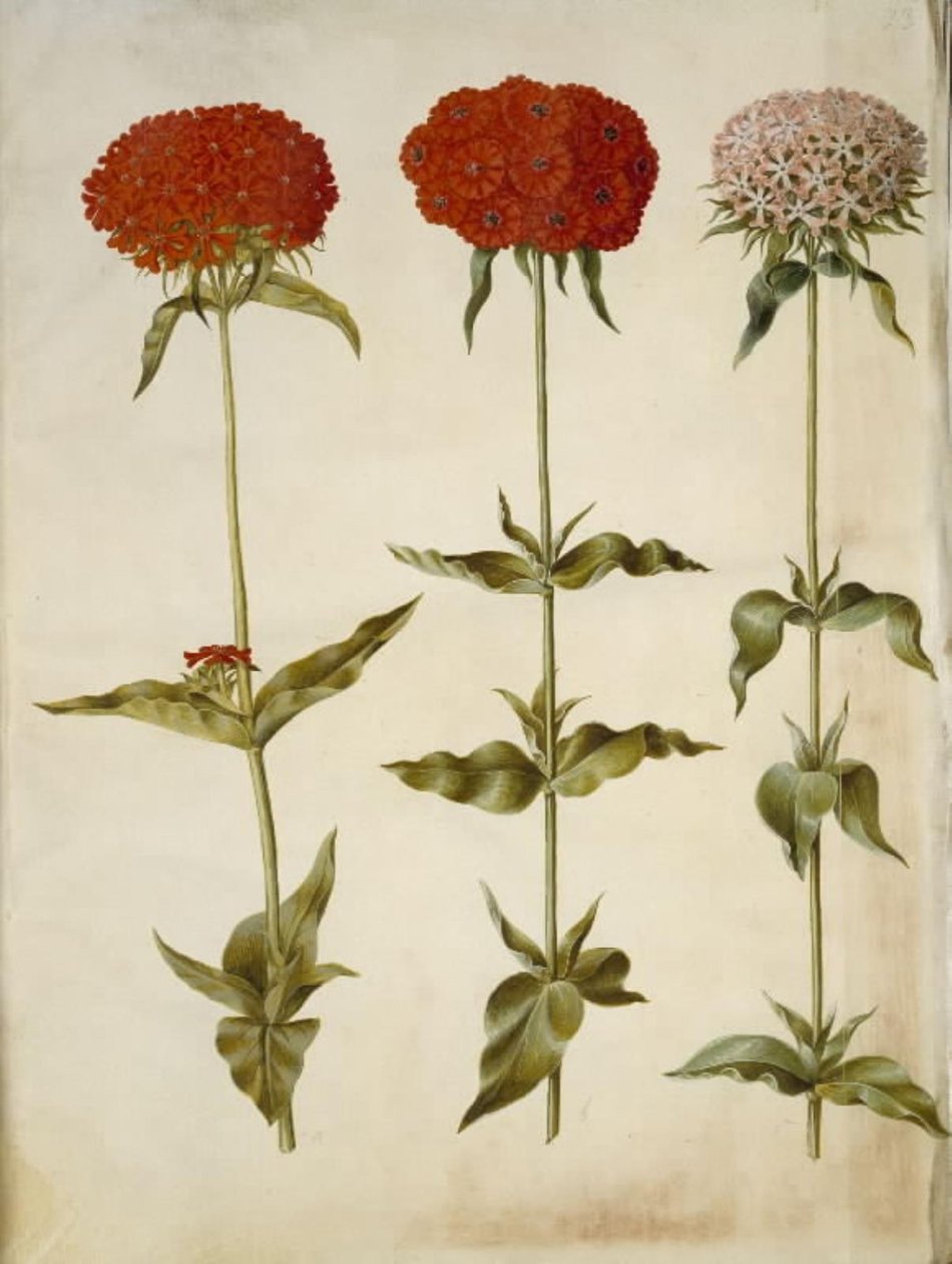 Silene chalcedonica (brûlante d