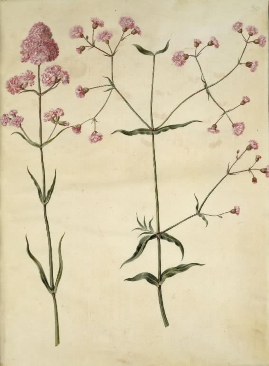 Silène viscaria (œillet commun); Silène (couronne de franges) - Hans Simon Holtzbecker