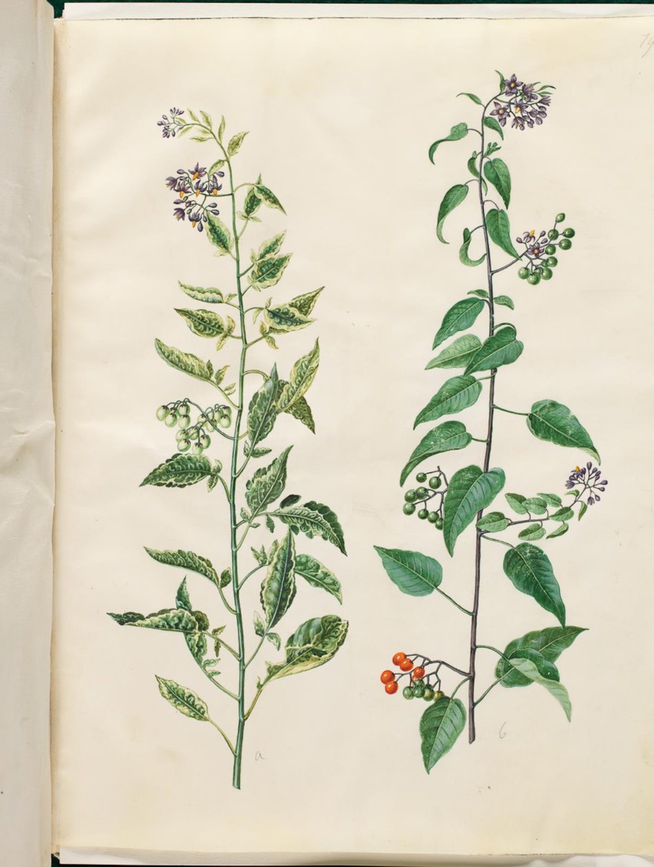 Solanum dulcamara (morelle douce-amère) - Hans Simon Holtzbecker