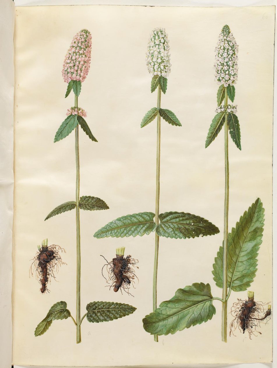 Stachys officinalis (bétoine officinale) - Hans Simon Holtzbecker
