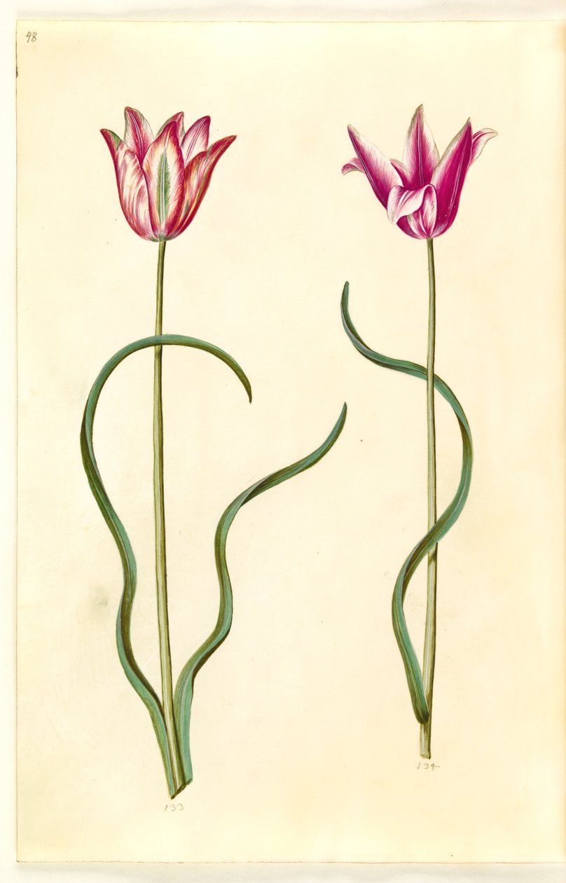 Tulipa clusiana (tulipe de Clusius) - Hans Simon Holtzbecker