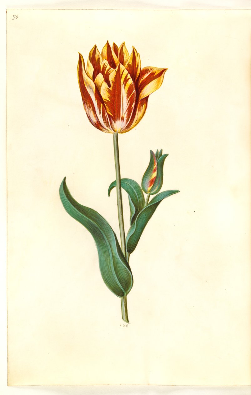 Tulipa gesneriana (tulipe de jardin) - Hans Simon Holtzbecker