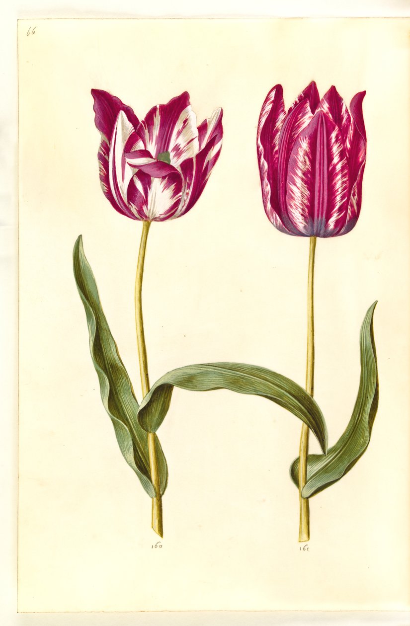 Tulipa gesneriana (tulipe de jardin) - Hans Simon Holtzbecker