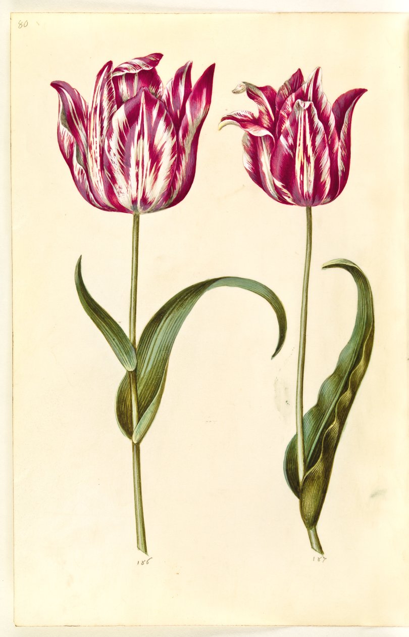 Tulipa gesneriana (tulipe de jardin) - Hans Simon Holtzbecker