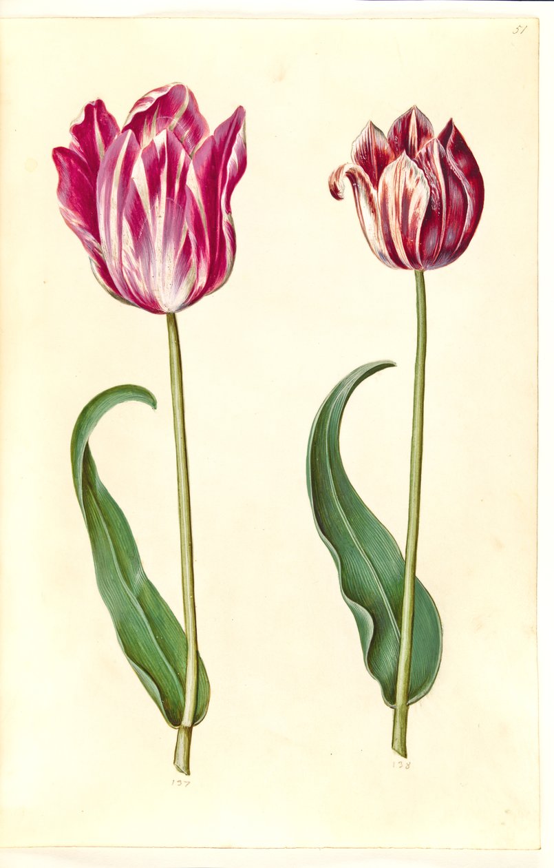 Tulipa gesneriana - Hans Simon Holtzbecker