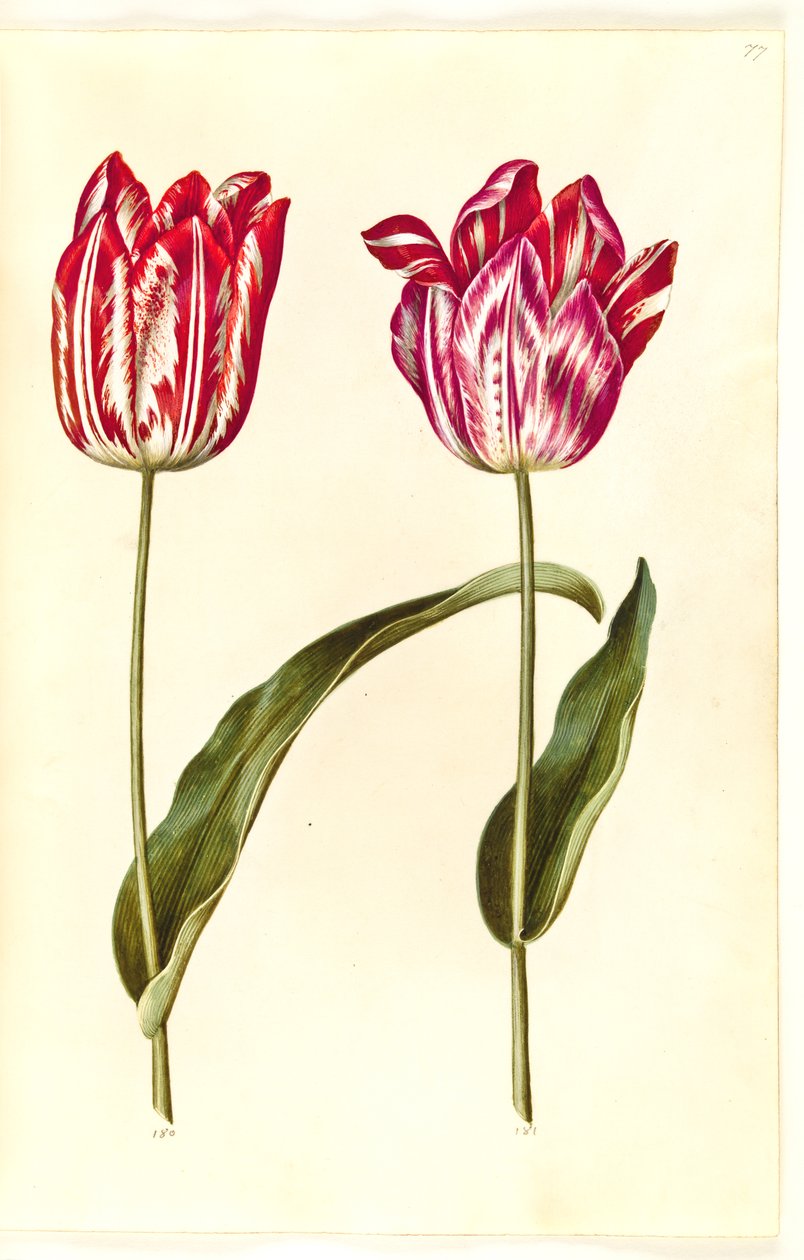 Tulipa gesneriana (tulipe de jardin) - Hans Simon Holtzbecker
