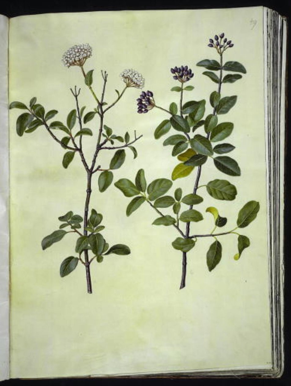 Viburnum tinus (vinter-snebolle) - Hans Simon Holtzbecker
