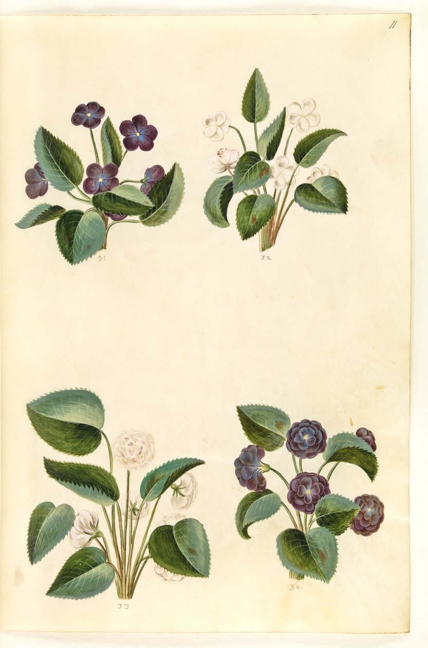 Viola odorata (violette de mars) - Hans Simon Holtzbecker