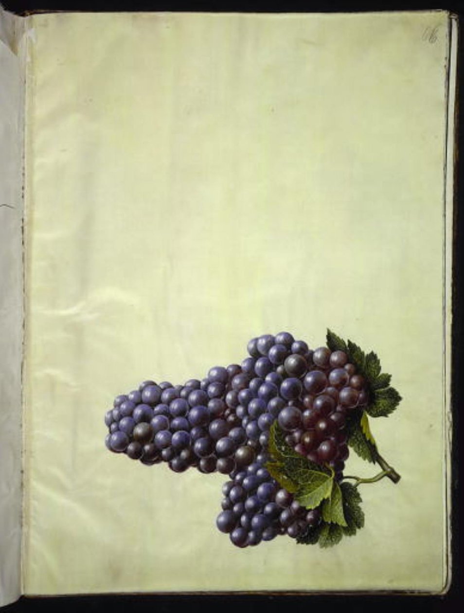 Vitis vinifera (vigne commune) - Hans Simon Holtzbecker