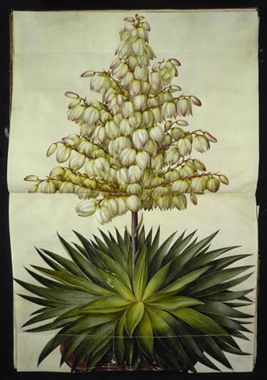 Yucca gloriosa (pragt-palmelilje) - Hans Simon Holtzbecker
