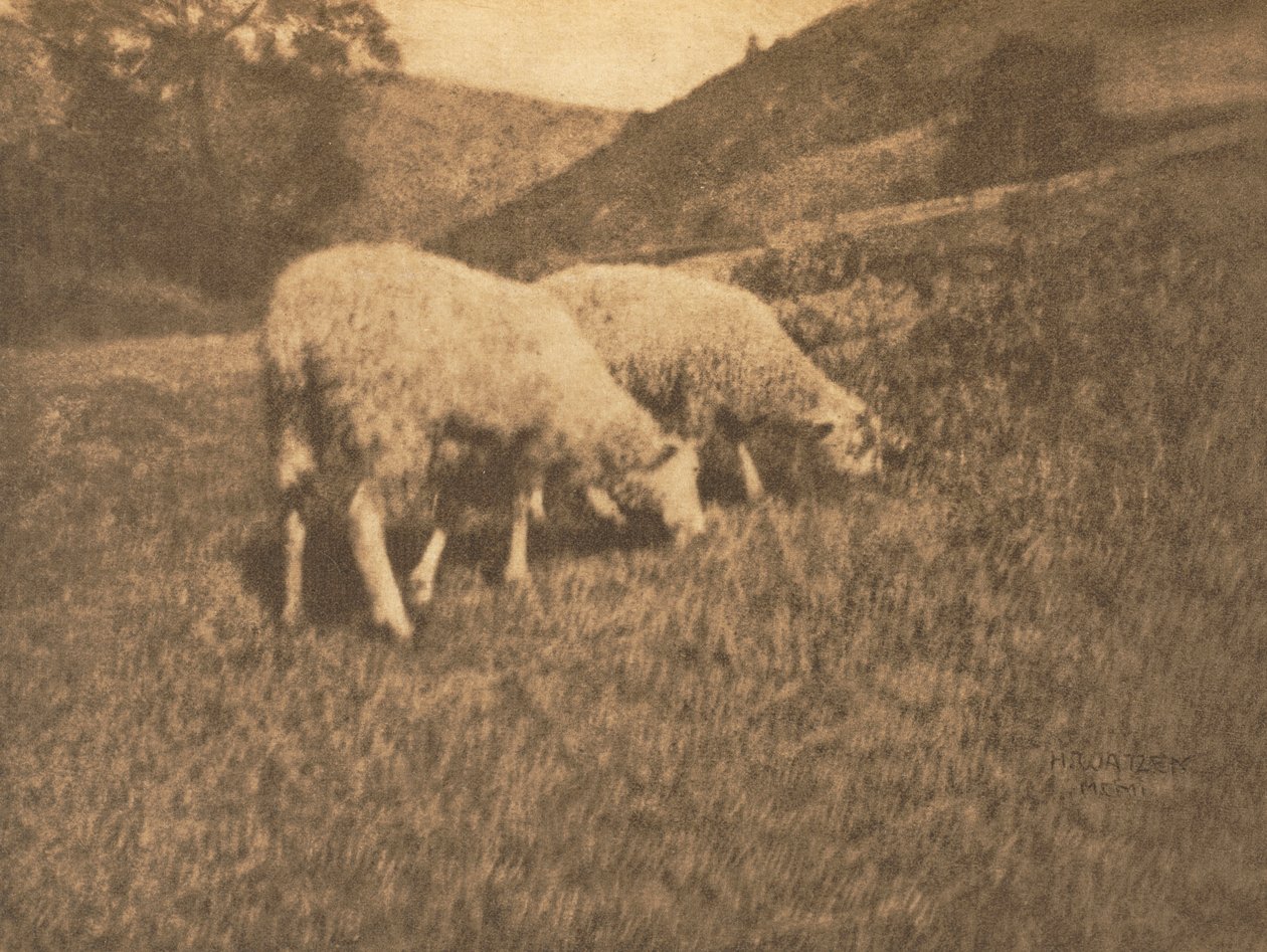 Camera Work: Moutons - Hans Watzek