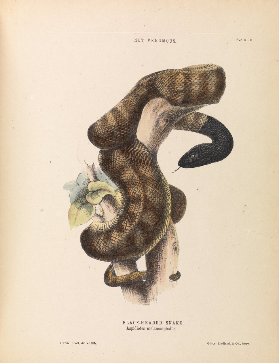 Serpent à tête noire, Aspidiotes melanocephalus - Harriet Scott