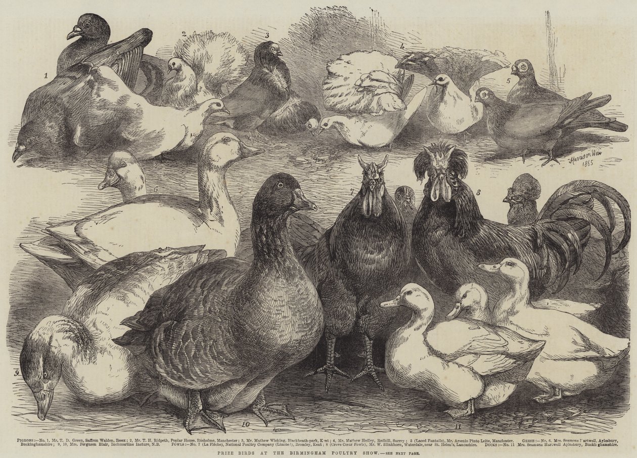 Oiseaux primés au Salon de la Volaille de Birmingham - Harrison William Weir