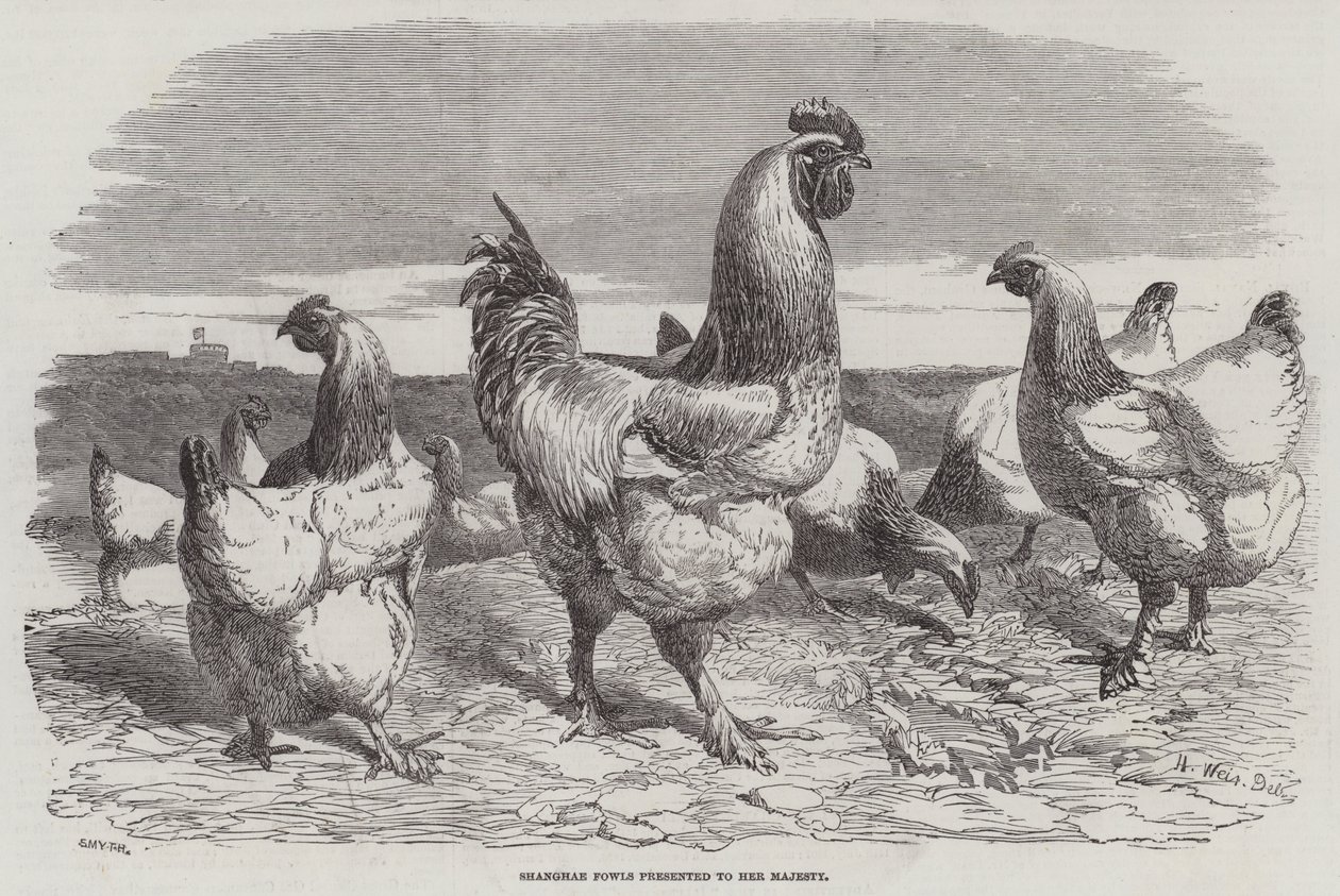 Poules de Shanghai présentées à Sa Majesté - Harrison William Weir