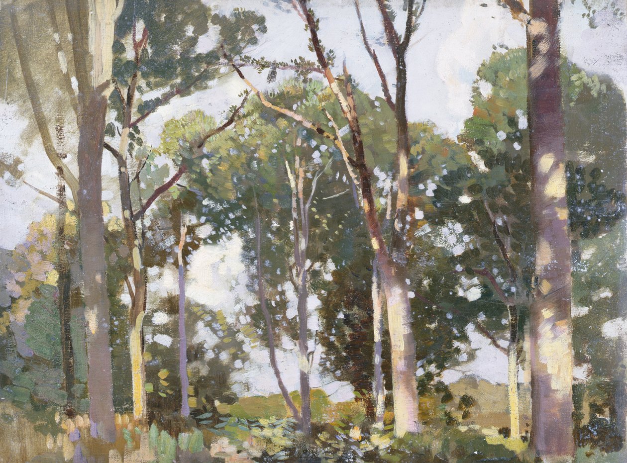 Arbres au soleil - Harry Watson