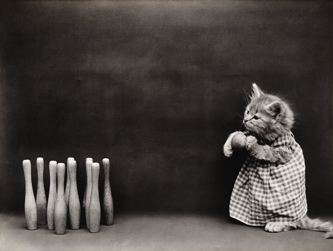 Série des chatons : Bowling, vers 1914 (tirage argentique) - Harry Whittier Frees