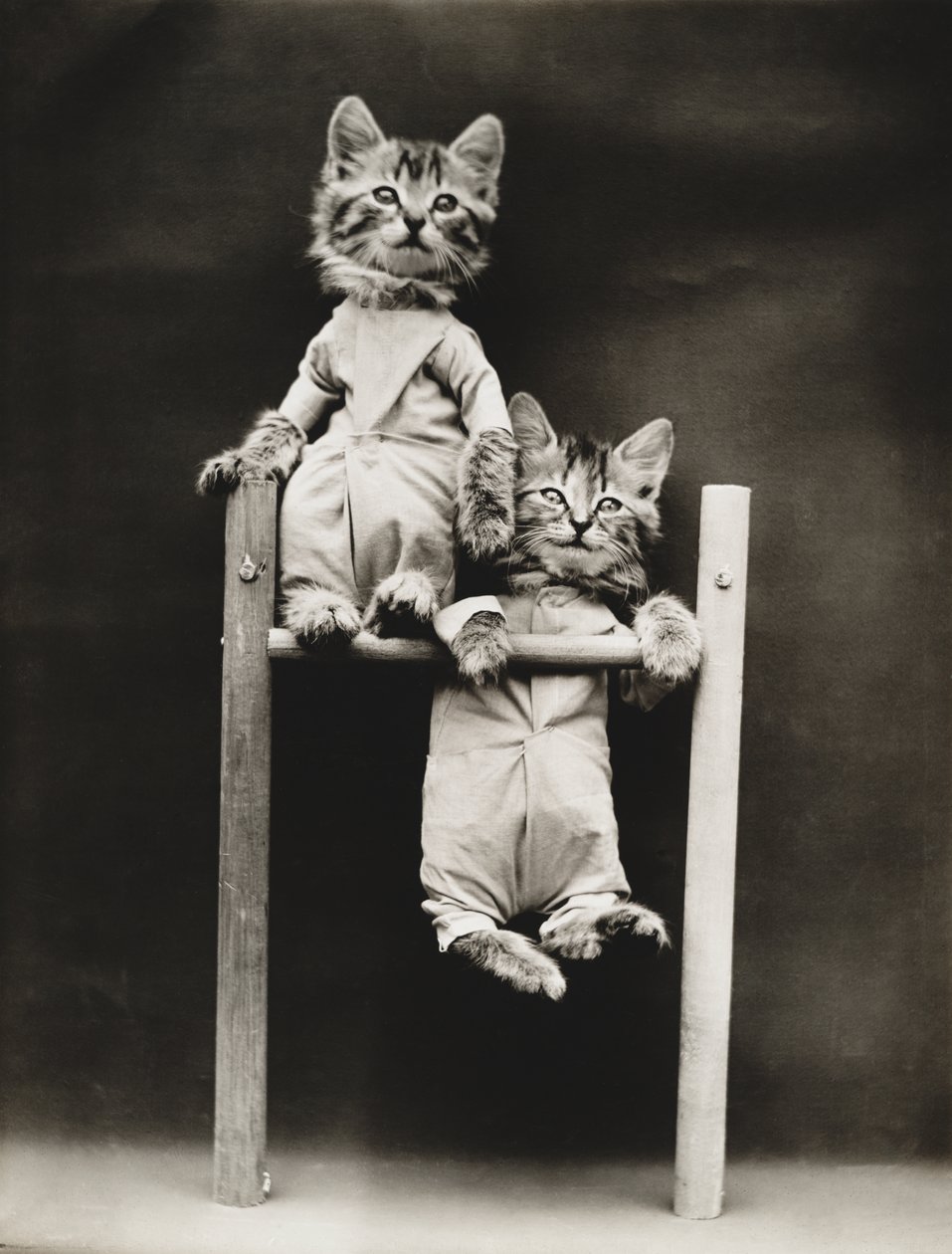 Série des chatons : Excercising, c.1914 (épreuve argentique) - Harry Whittier Frees